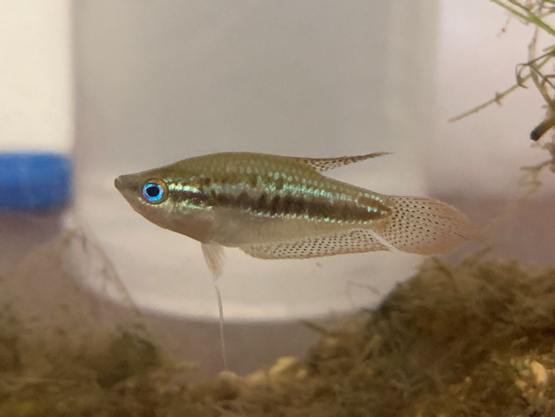 成熟之短攀鱸母魚