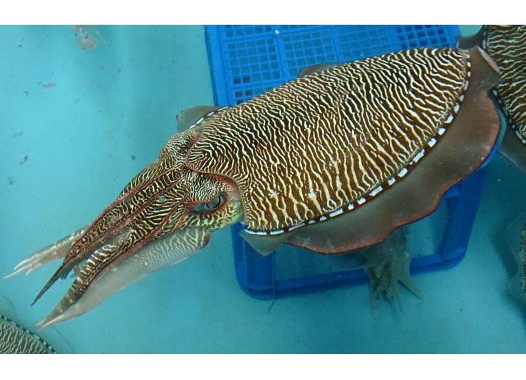 虎斑烏賊成魚