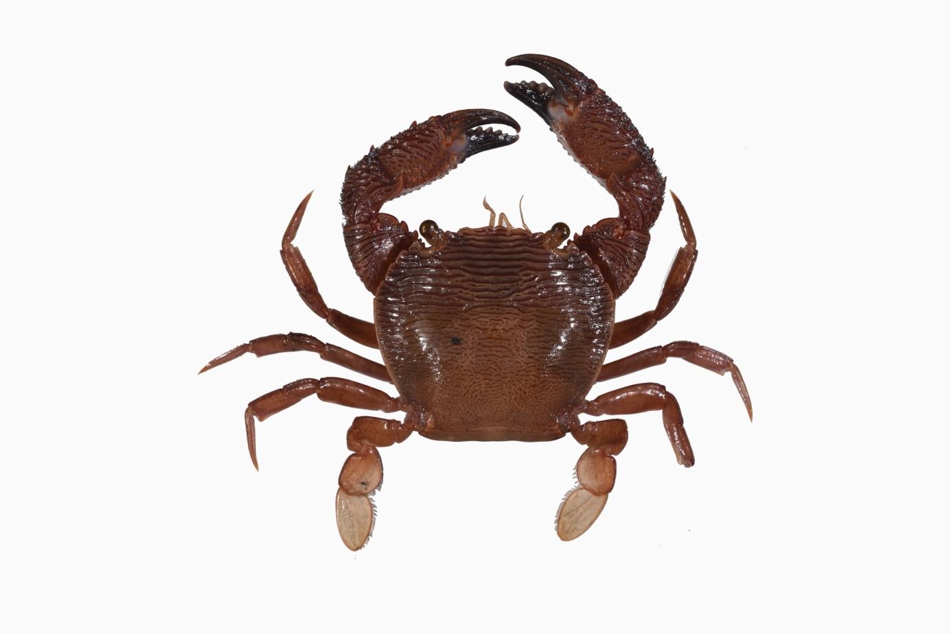 阿戛光背蟹