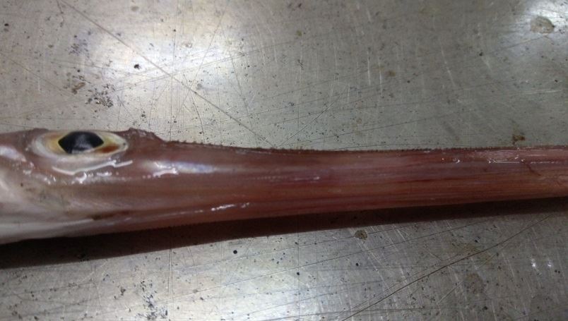 桃紅體色的鱗馬鞭魚