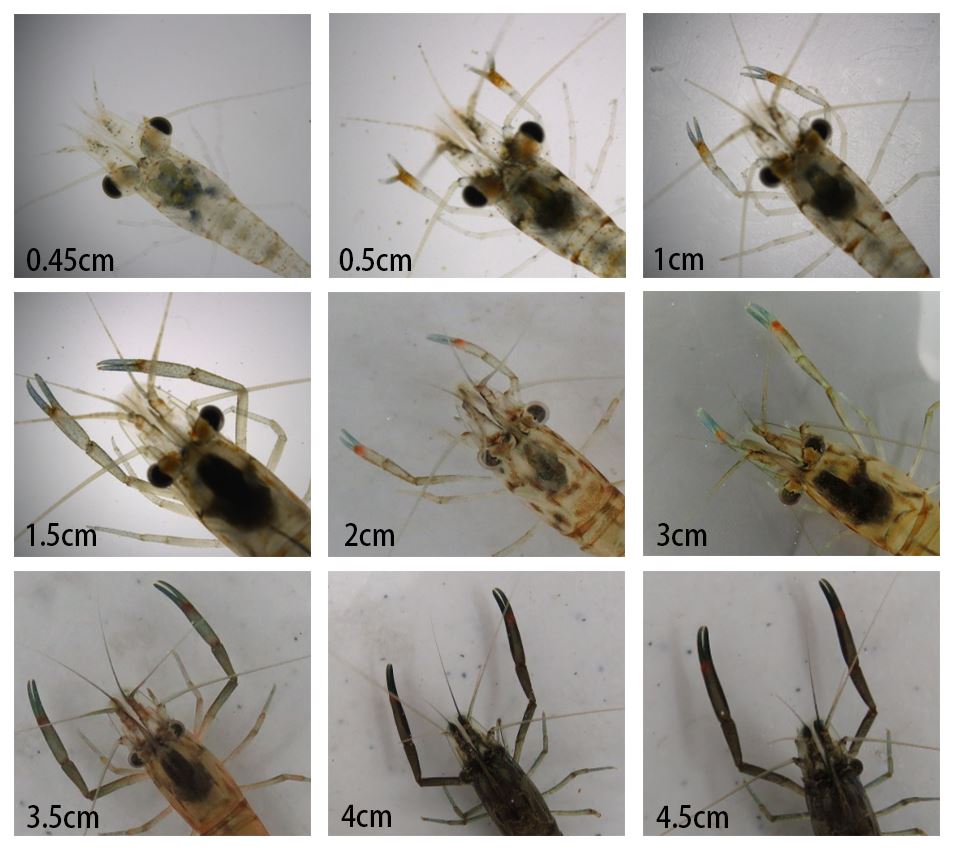 圖2不同體型之粗糙沼蝦的體色變化
