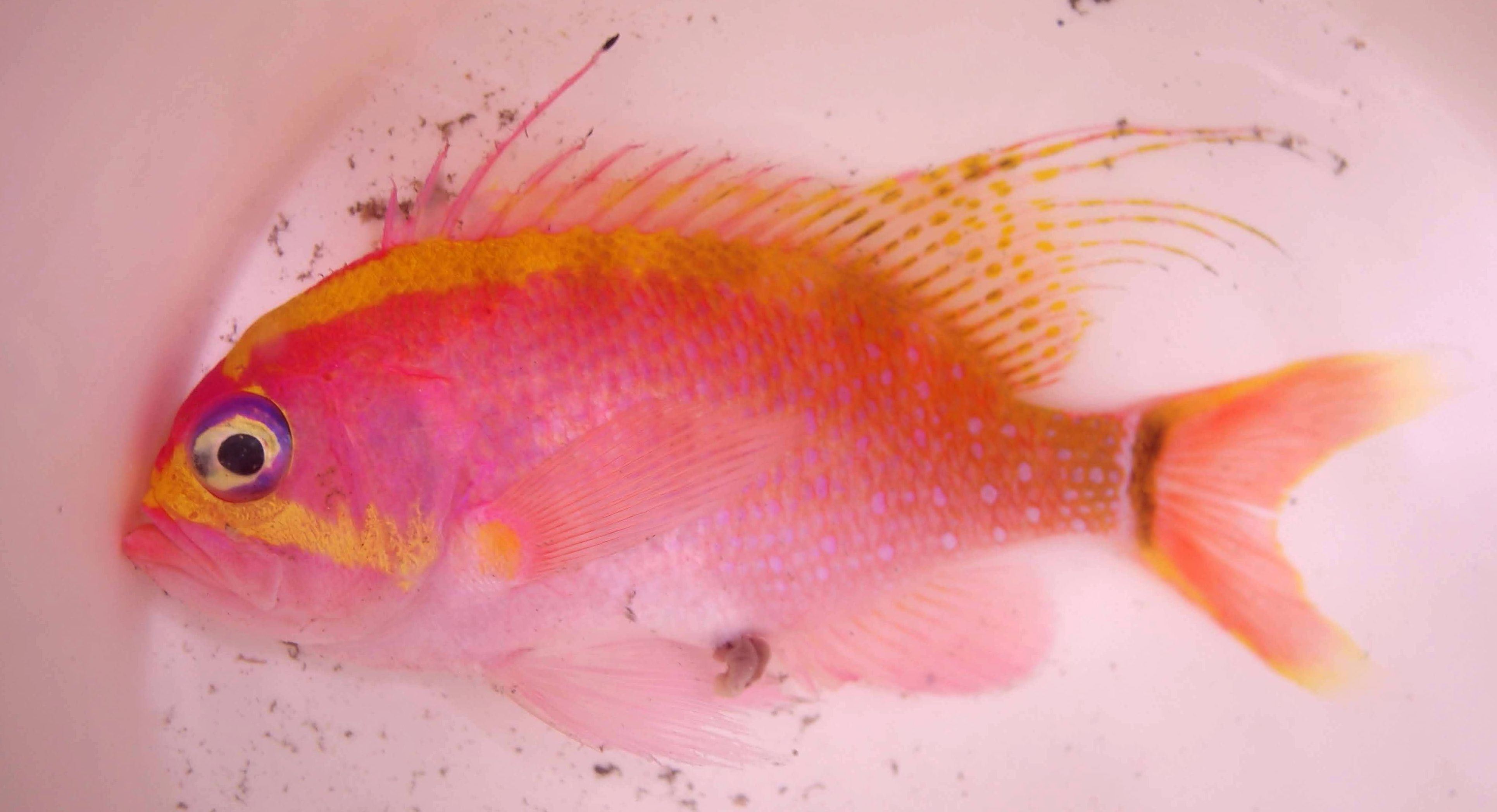 臺灣第7例紅衣齒花鮨（Odontanthias rhodopeplus） 樣本