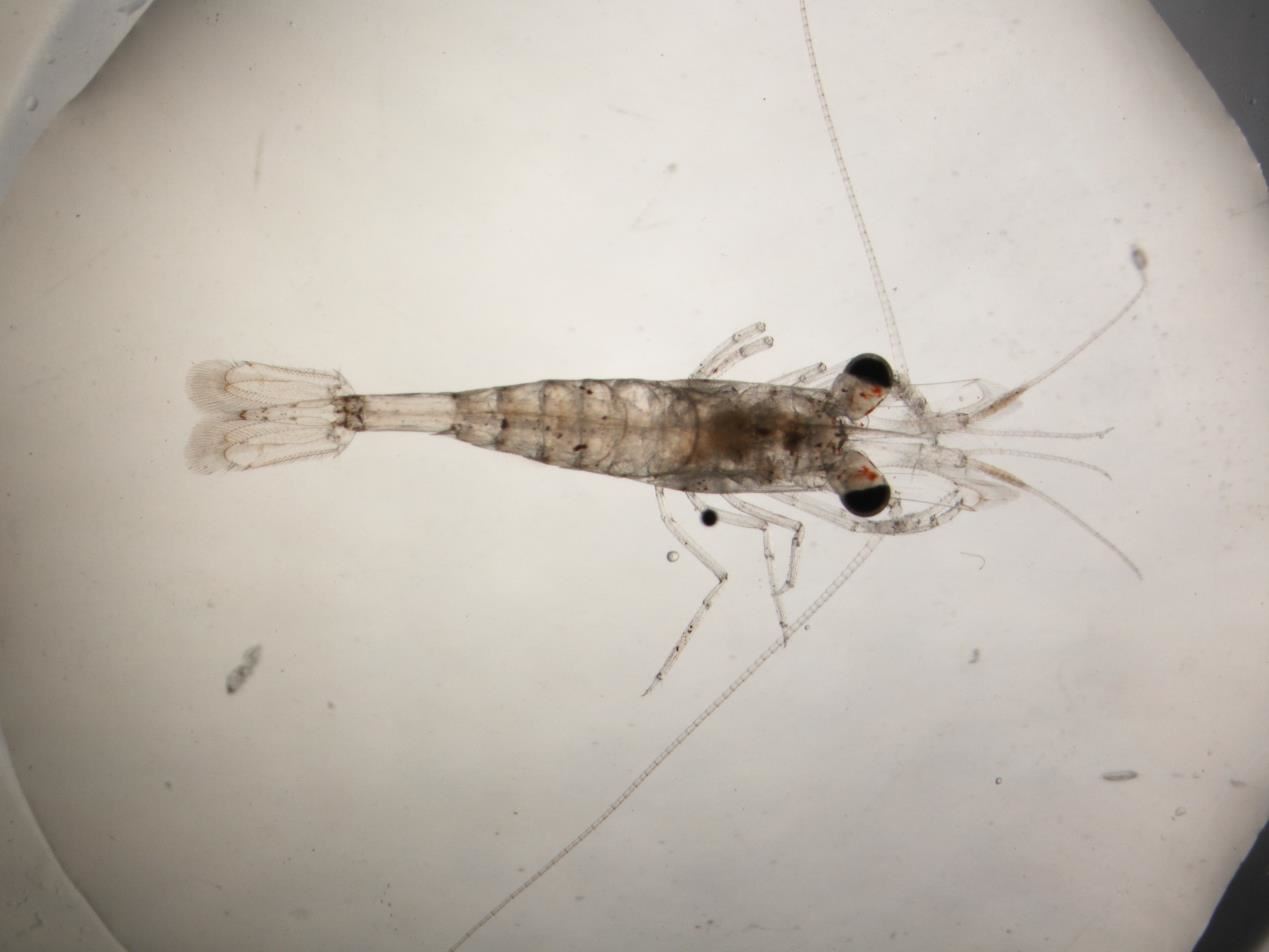 完全變態之蝦苗，可自由游泳