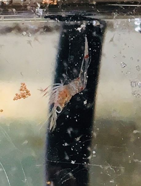 細額沼蝦浮游期蝦苗 (zoea X)，呈現頭下尾上倒吊狀