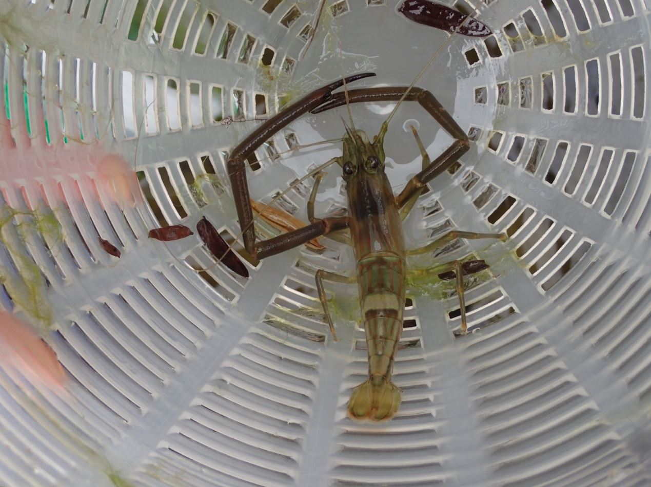 使用蝦籠捕獲之細額沼蝦