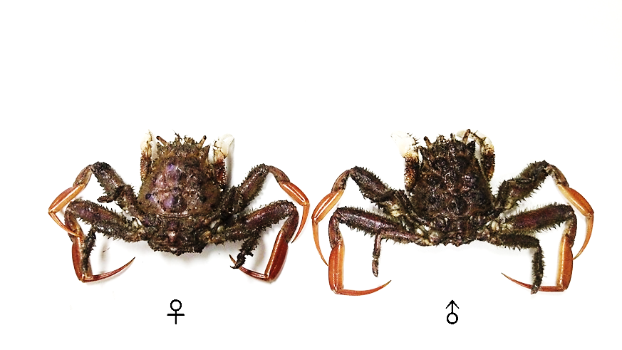 四齒關公蟹的背甲面