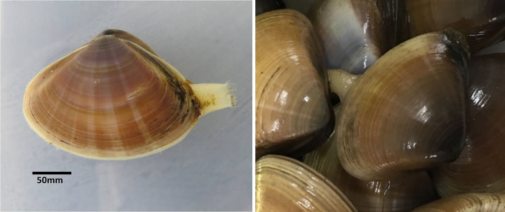 圖2、(A)中華馬珂蛤 (左)；(B)受到驚擾斧足來不及收回 (右)