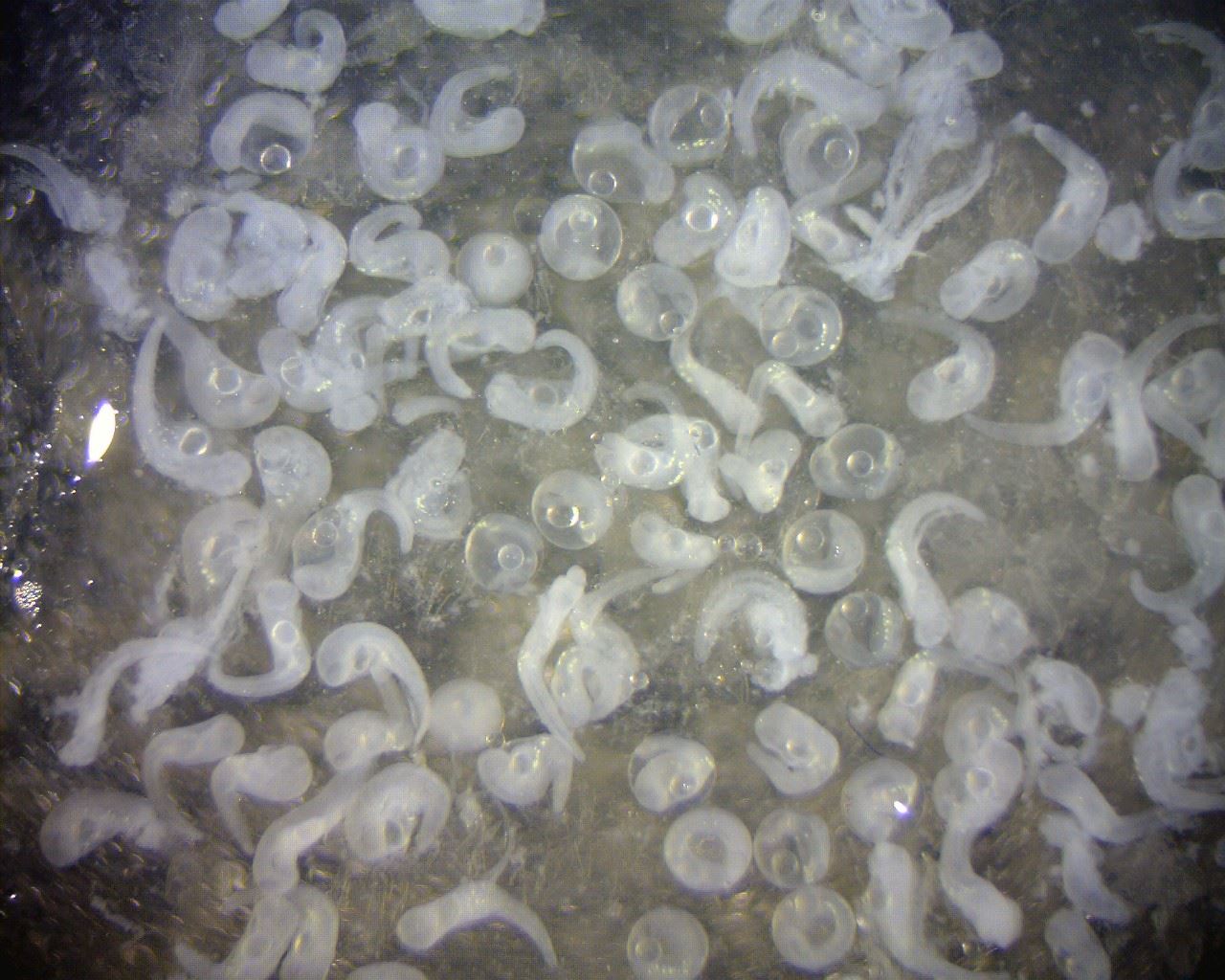 圖6、眼點未發育的仔魚