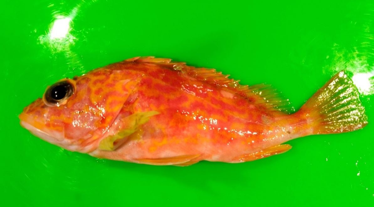 圖3、白條紋石狗公 (Sebastiscus albofasciatus)