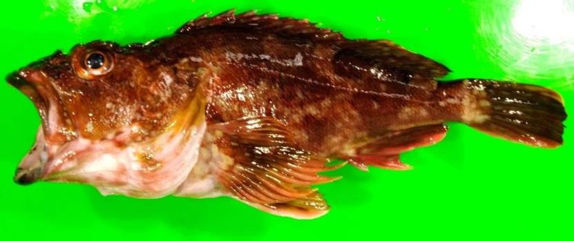 圖2、石狗公 (Sebastiscus marmoratus)