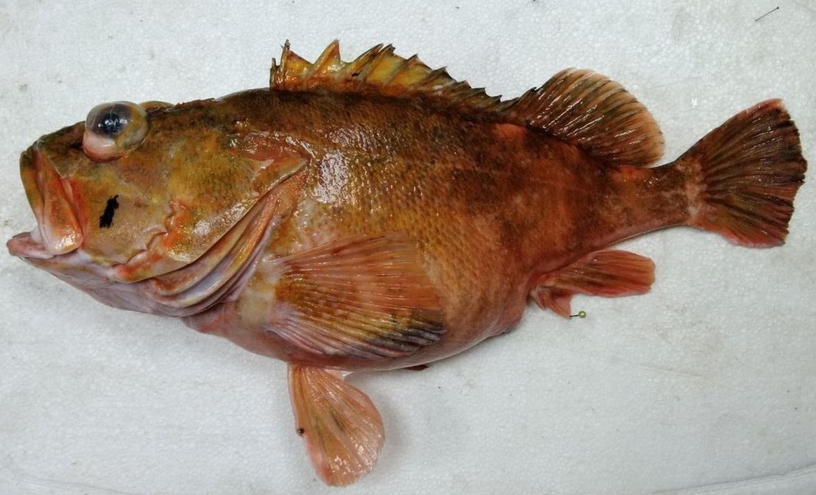 圖1、三色石狗公 (Sebastiscus tertius)