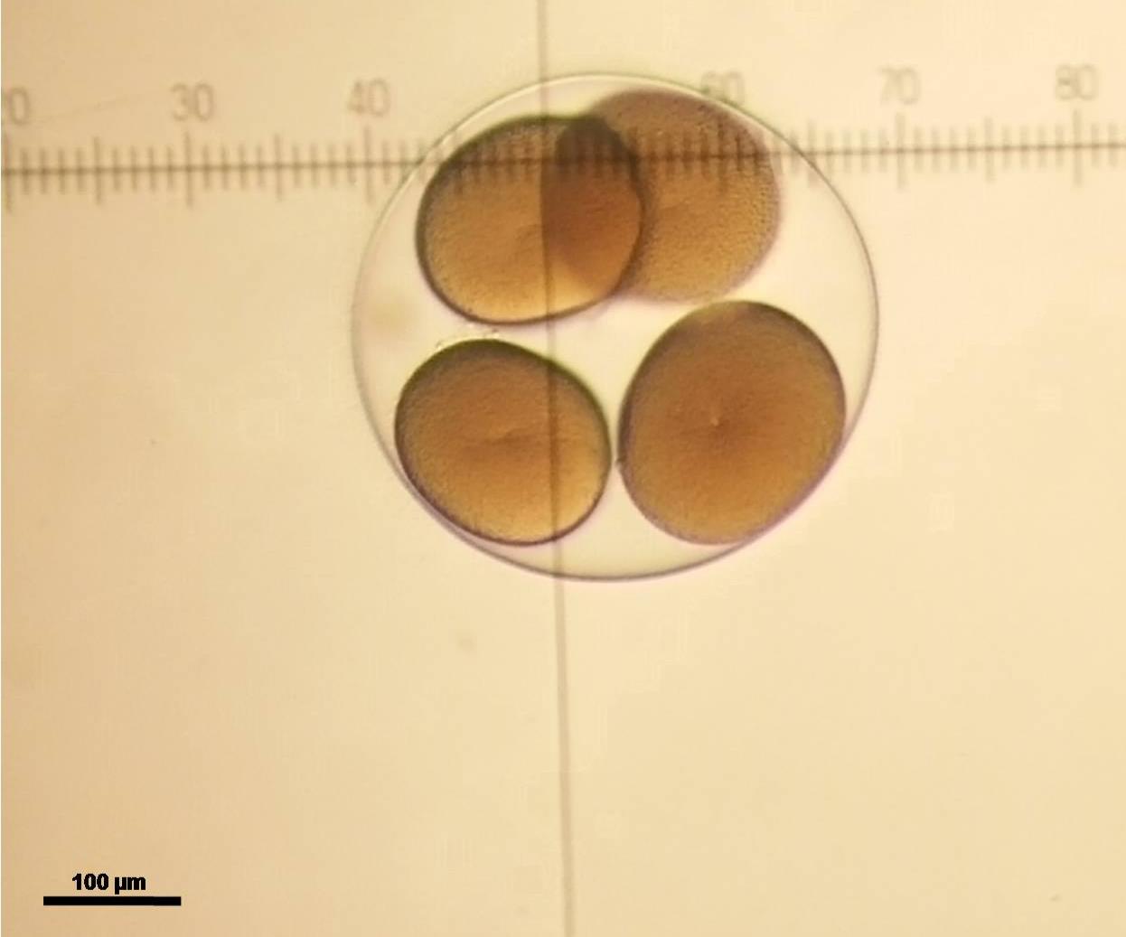 飛白楓海星胚胎(四分裂)
