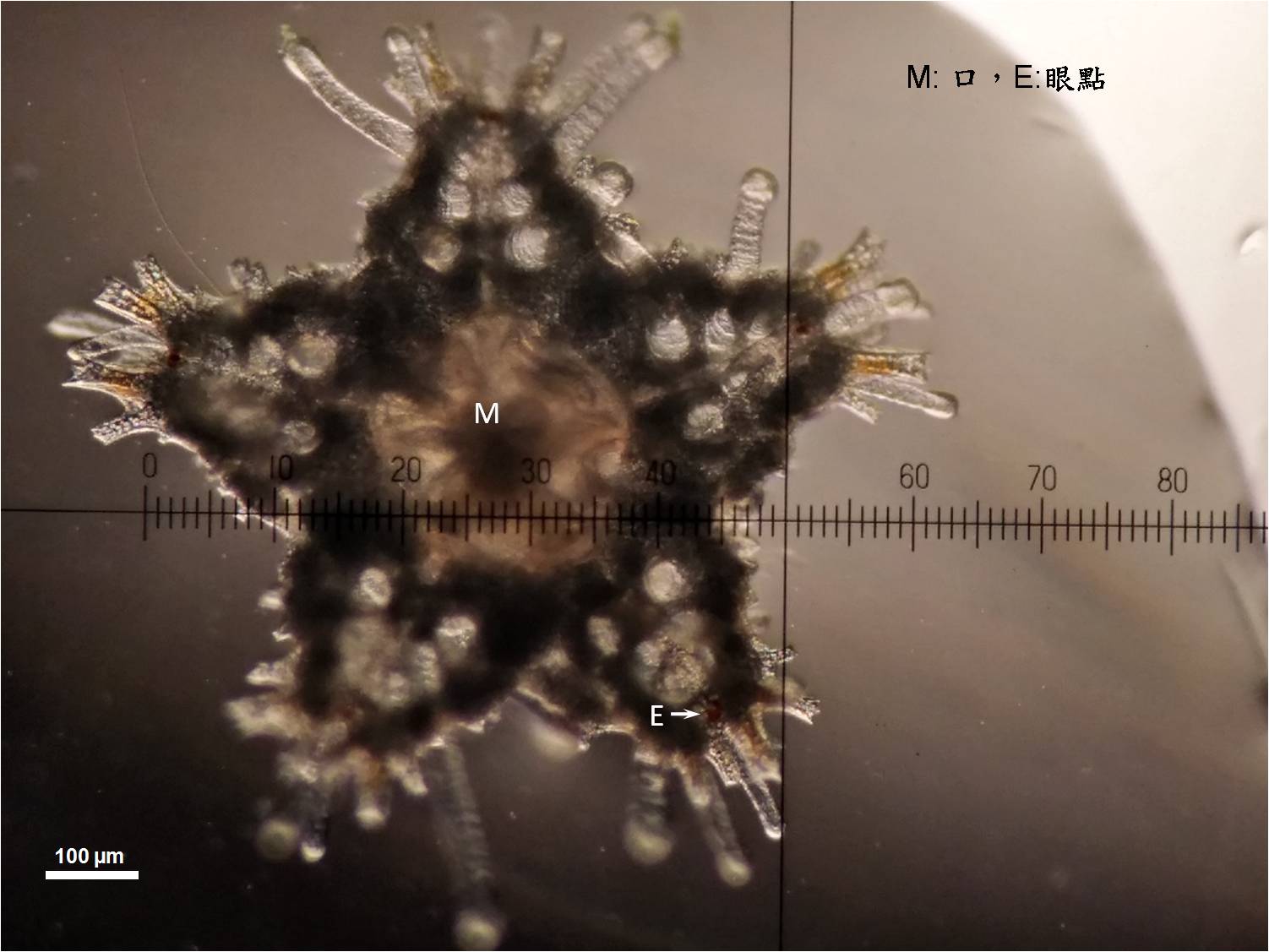 已具明顯五個腕足的小海星