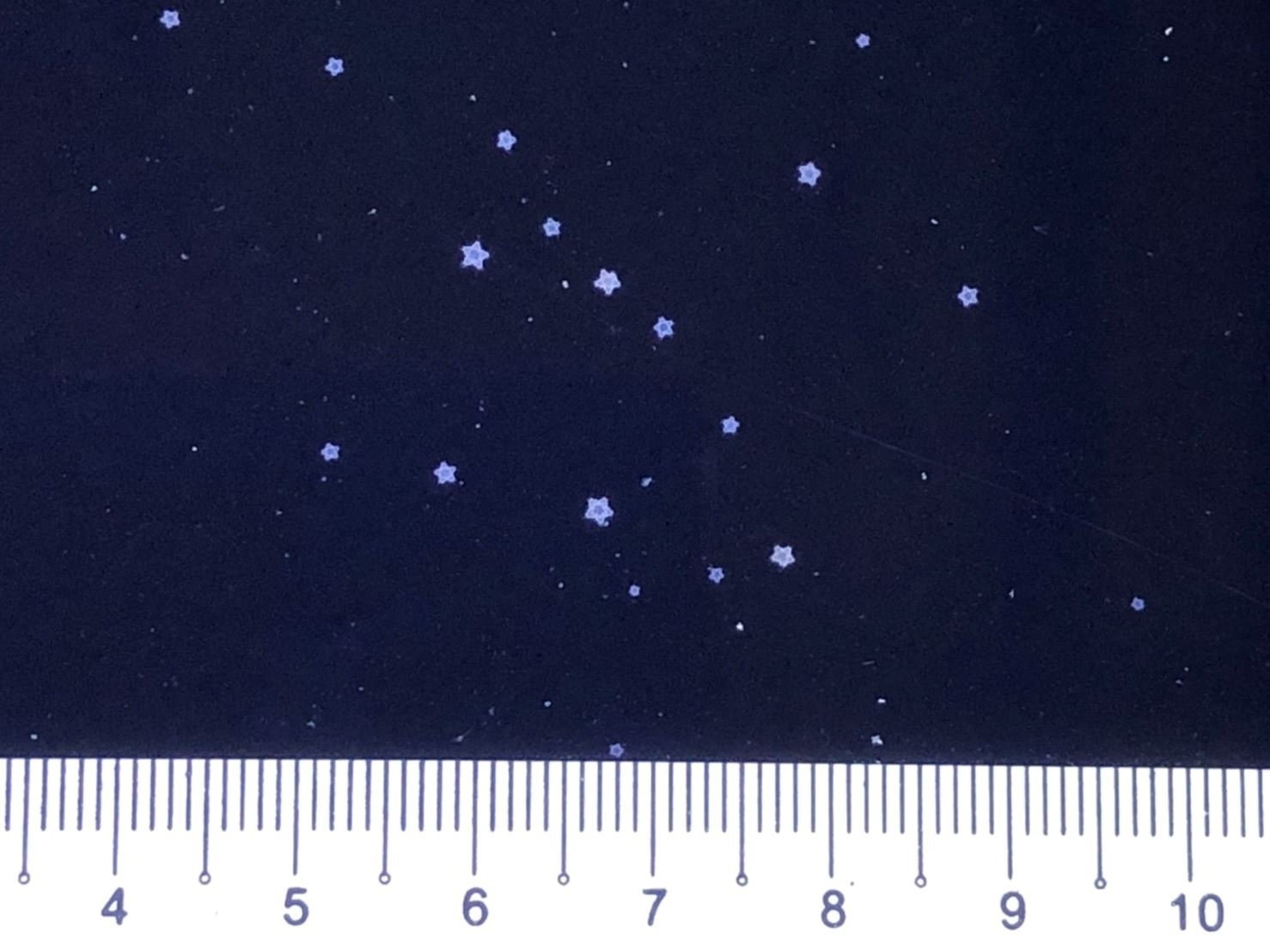 附苗板上如滿天星斗般的小海星