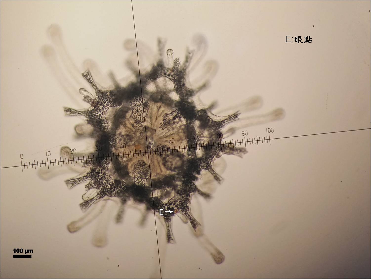 剛變態附著可見明顯骨盤和管足的小海星