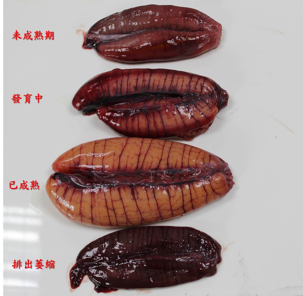 圖2、不同成熟階段的長腰鮪卵巢