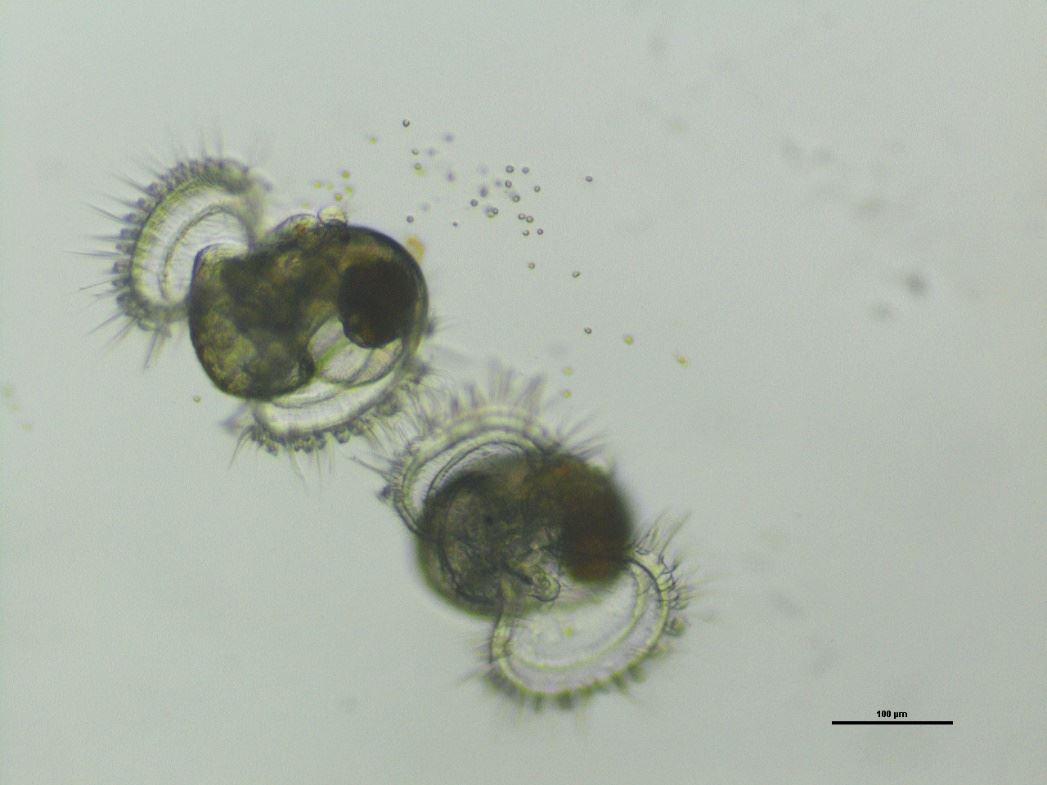 正在攝食的幼苗