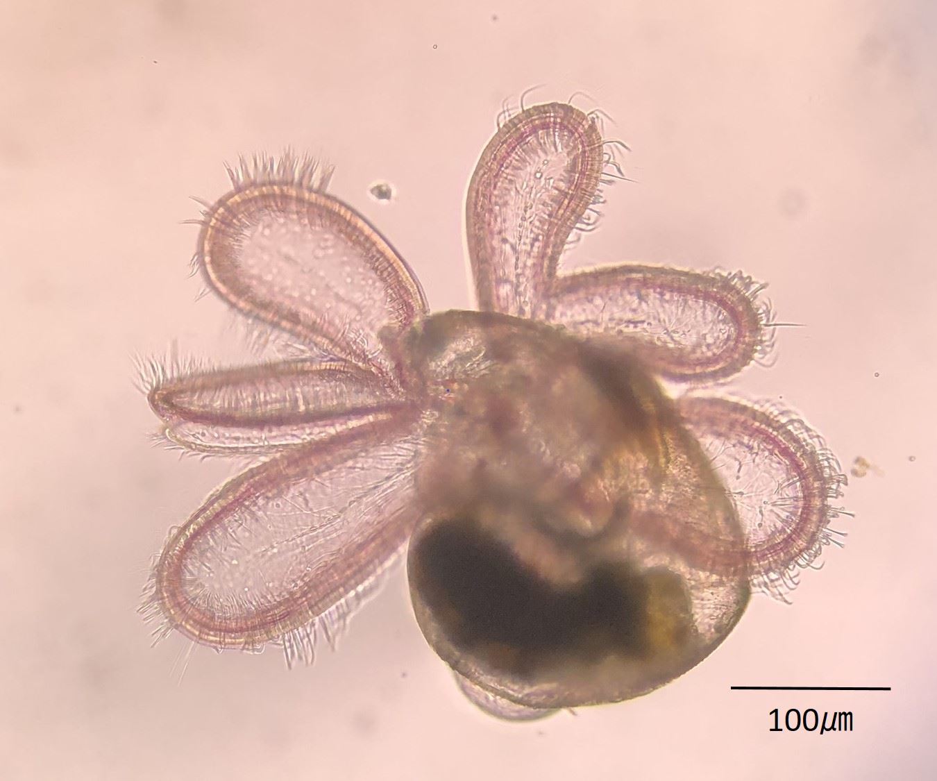 圖4水字螺的水字螺的面盤幼生