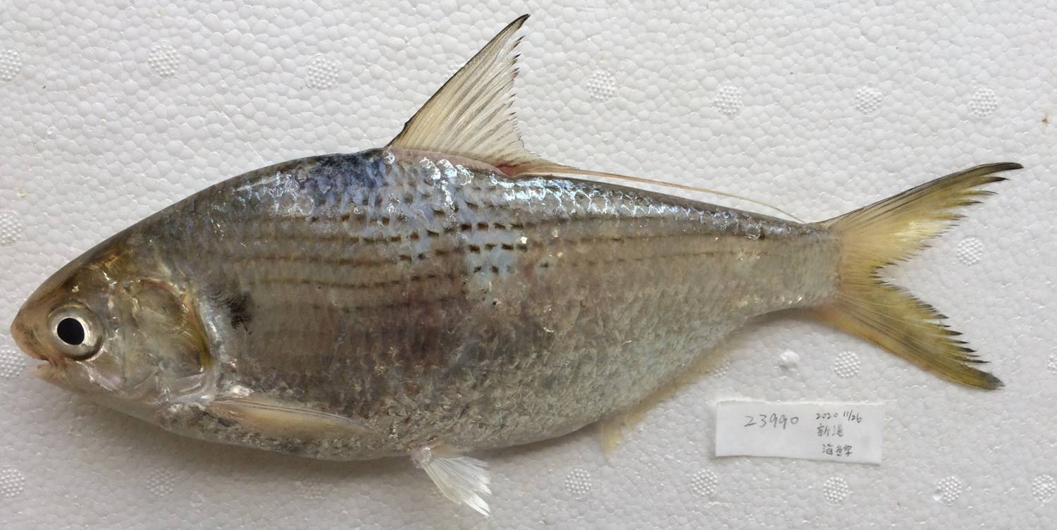 圖1環球海鰶背鰭.JPG