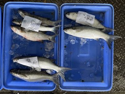 新港漁港拍賣的粒唇鯔魚貨
