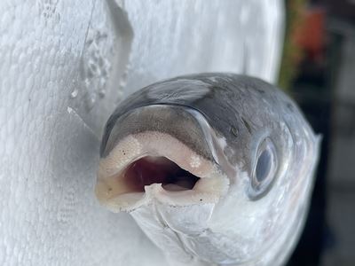 圖4、下唇外緣具有帶著黑邊的白色皺褶，左上唇的突起物可能是遭到網線刮傷而脫落