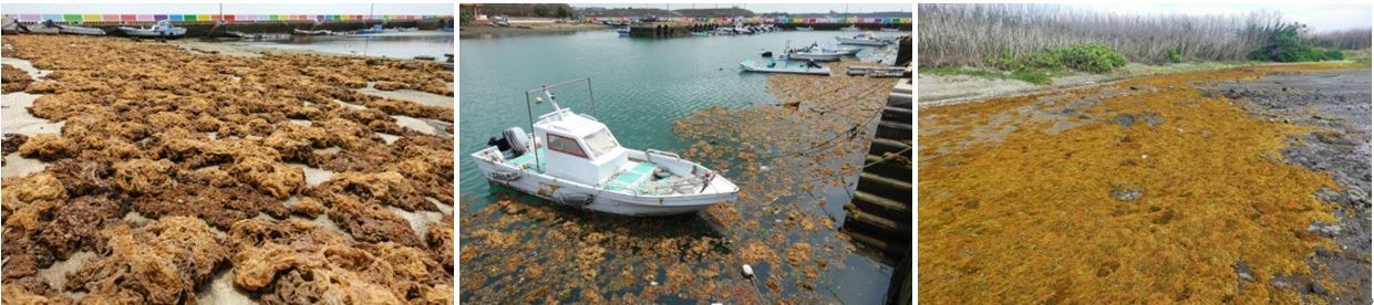 圖5、大量的囊藻漂流近岸易造成環境汙染（左一、二為澎湖前寮漁港；右為澎湖西衛潮間帶）。.JPG