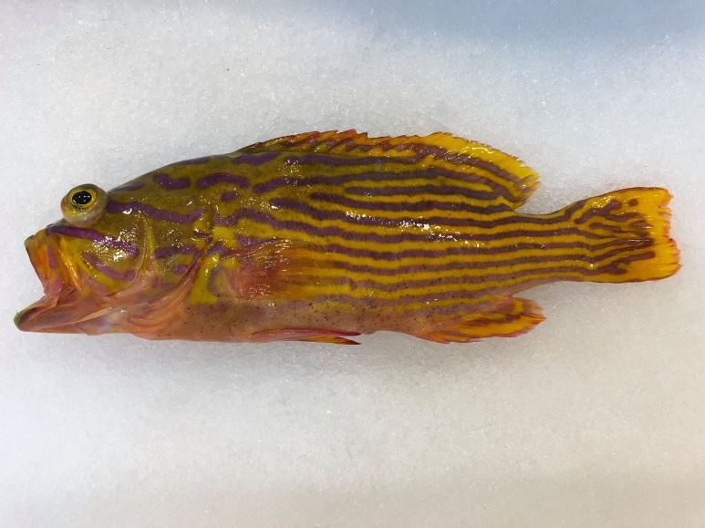 圖二、與白邊纖齒鱸外型極為相近的波倫氏九棘鱸（廖山德先生提供）