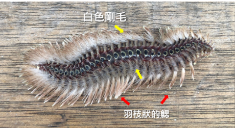 海毛蟲.PNG
