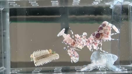 圖1-4、脫殼完成