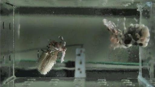 圖4-1、母蝦準備大量孵化前先往後跳