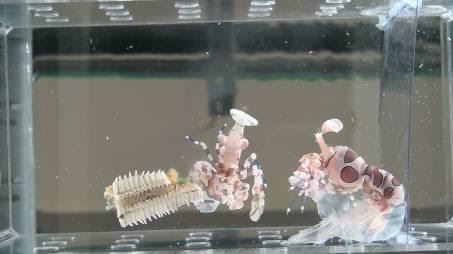 圖1-3、腹部從舊殼中蛻出