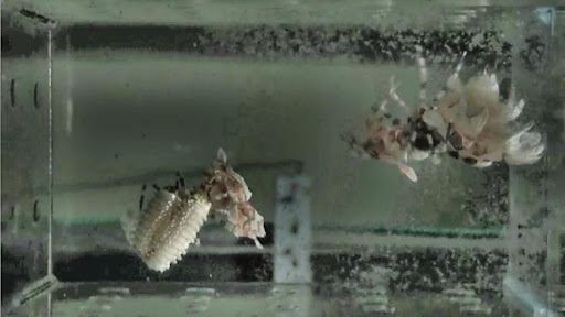 圖4-3、大量蝦苗孵化並散布在水體中