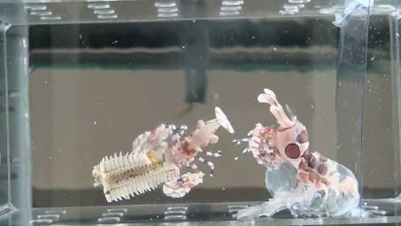 圖1-2、頭胸部從舊殼蛻出