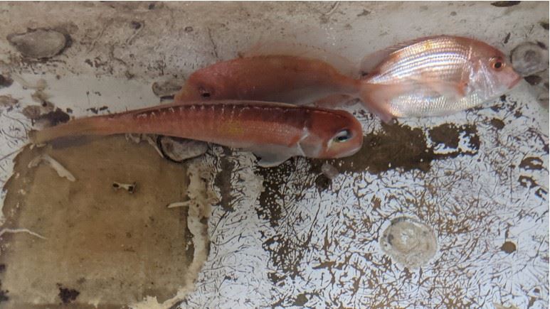 圖3、於北部海域漁獲之赤?與馬頭魚