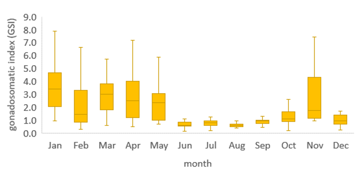 圖4、赤?生殖腺成熟指數(GSI)變化