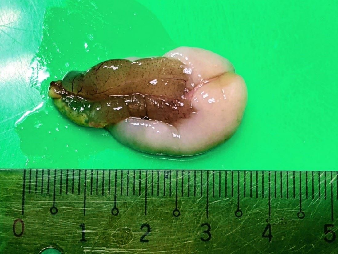 圖5、由雌性轉變成雄性中的赤?生殖腺，棕色者為為逐漸萎縮的卵巢(左)，色者為慢慢變得肥碩的精巢(右)