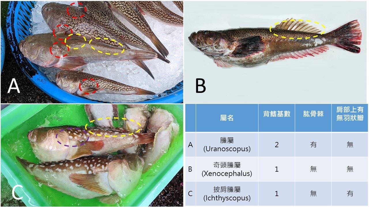 圖2、臺灣產?科3屬之簡易區分法。
