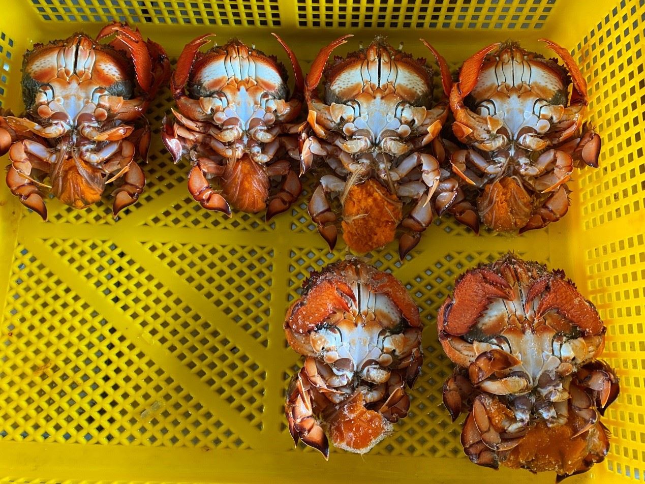 圖2、旭蟹成熟體型大小影響抱卵數