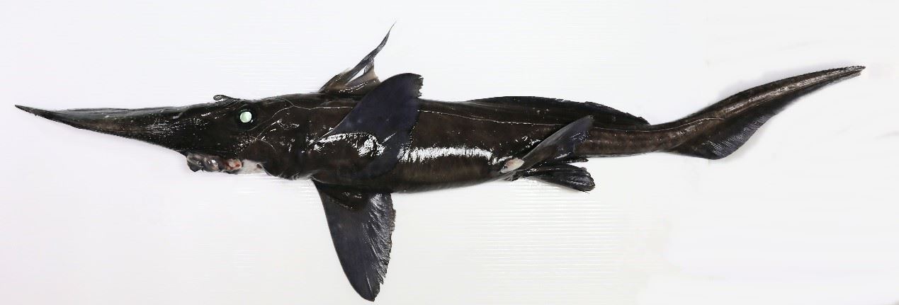 圖1、非洲長吻銀鮫 (Rhinochimaera africana)