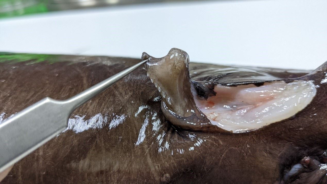 圖5、前生殖交腳器