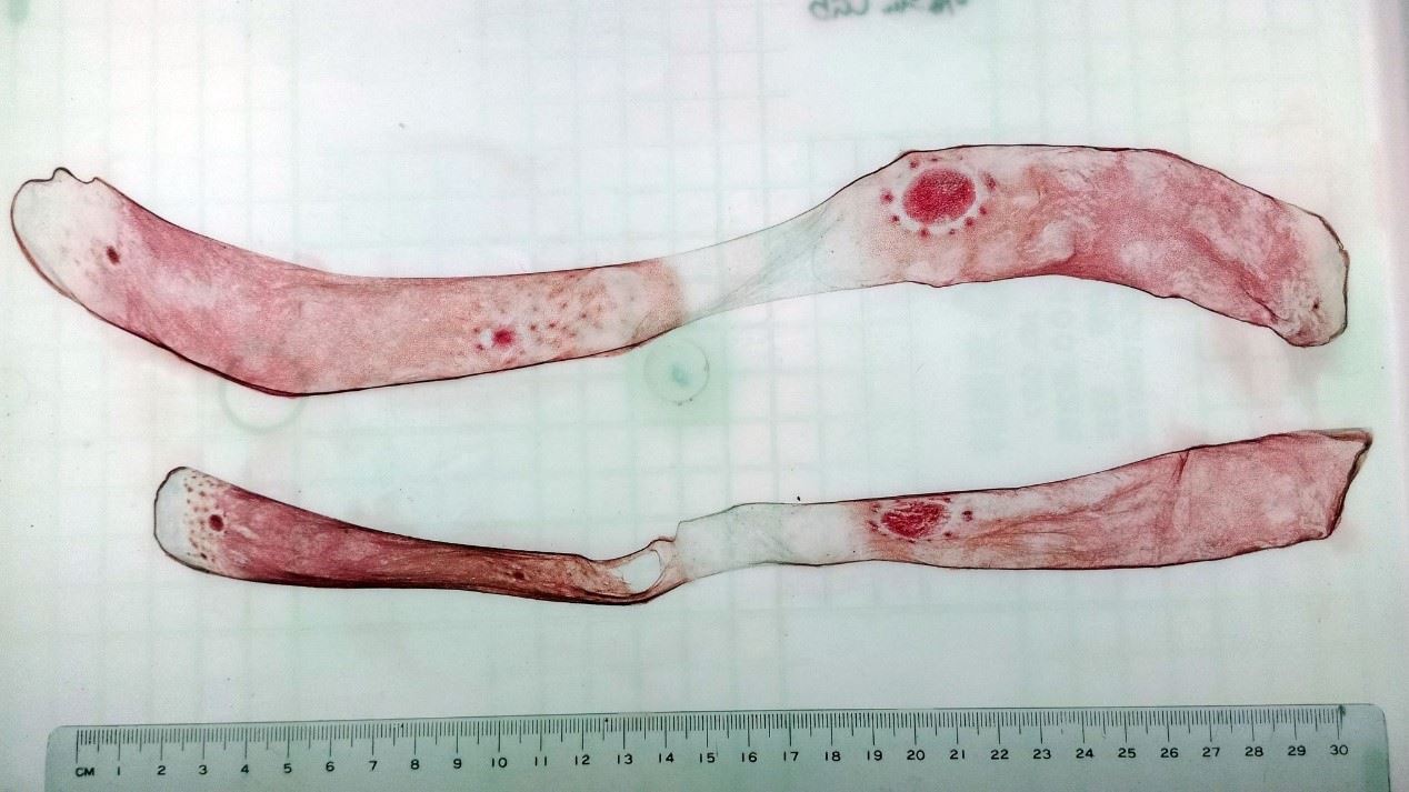 圖4、腕間膜上明顯的眼斑