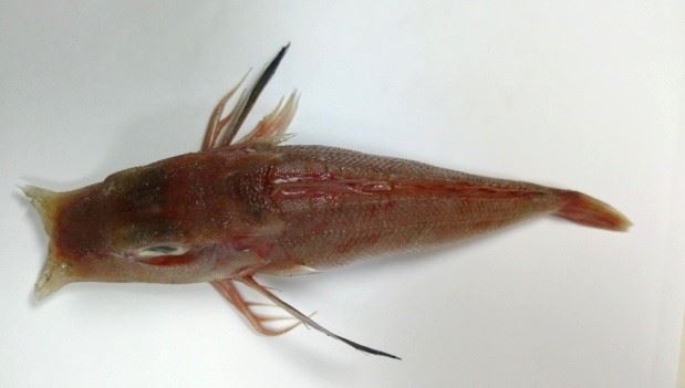 圖3、紅雙鎗角魚有著寬大胸鰭與三根游離鰭條