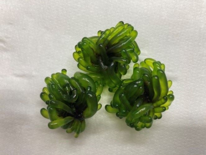 滾動培養後之香蕉菜外觀型態