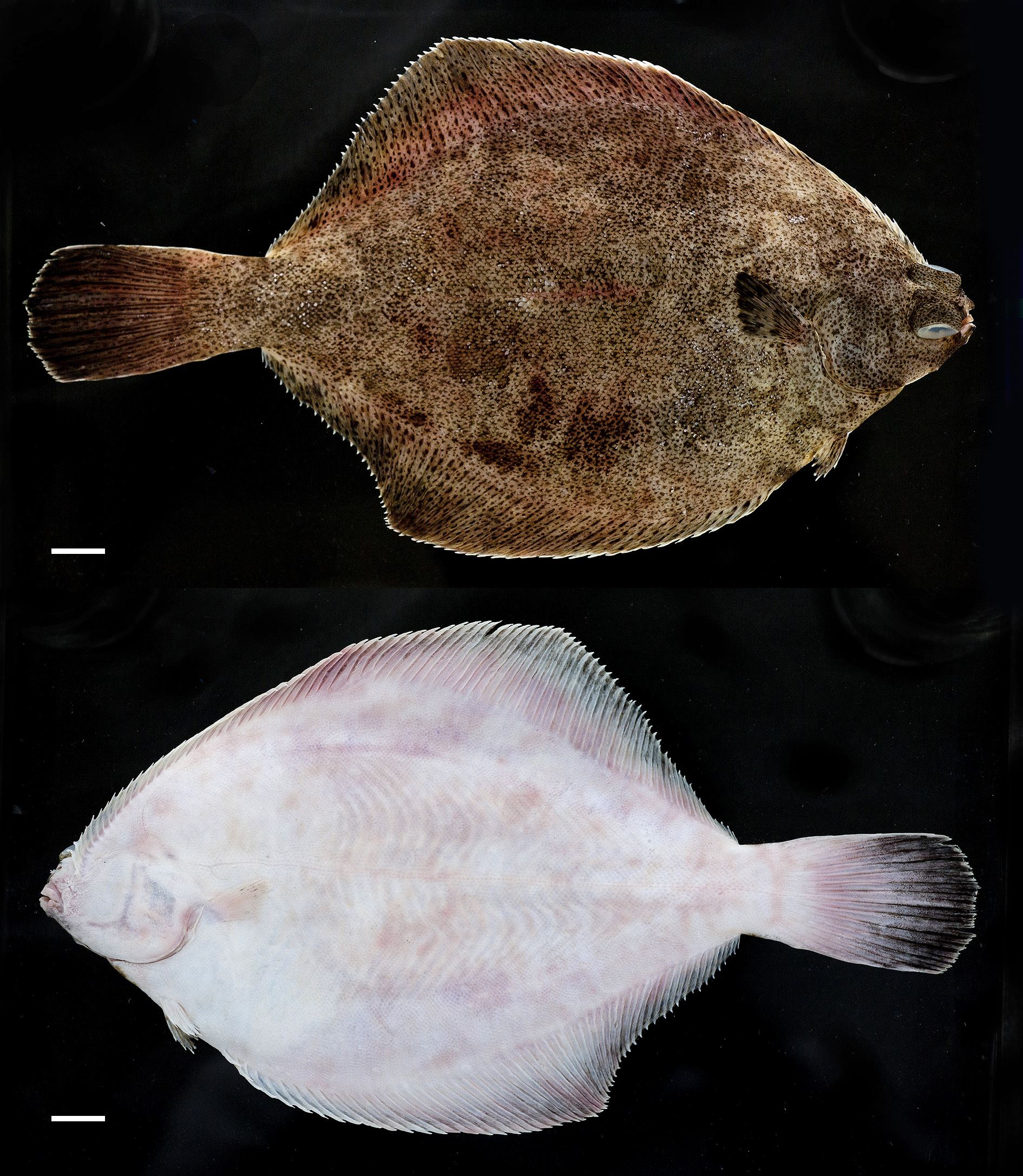 圖1、木葉鰈新鮮樣本。上:眼側;下:盲側(比例尺=1公分)