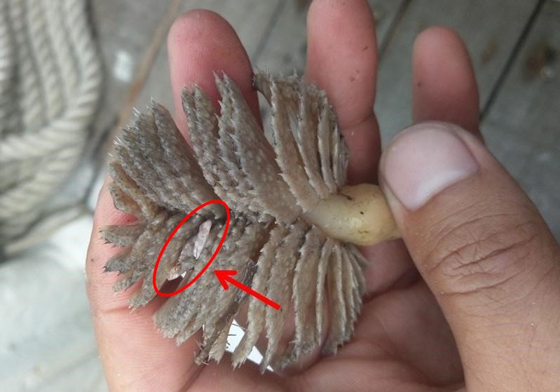 棲息在海筆上的小螃蟹