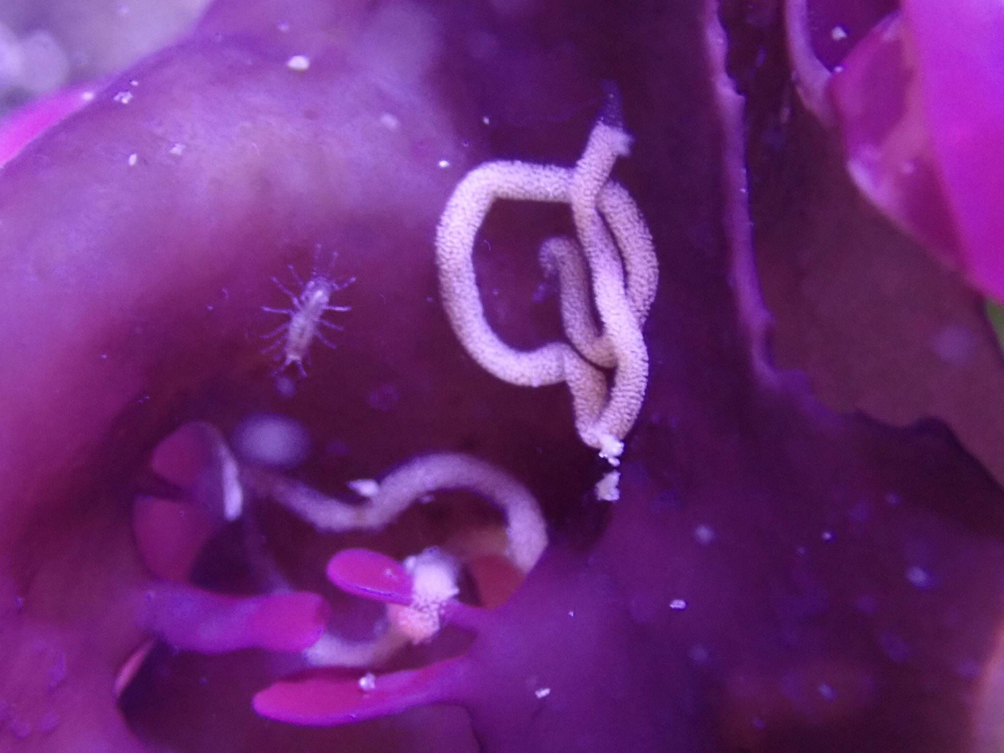 圖3、海兔在海木耳藻上產下麵條般的卵塊