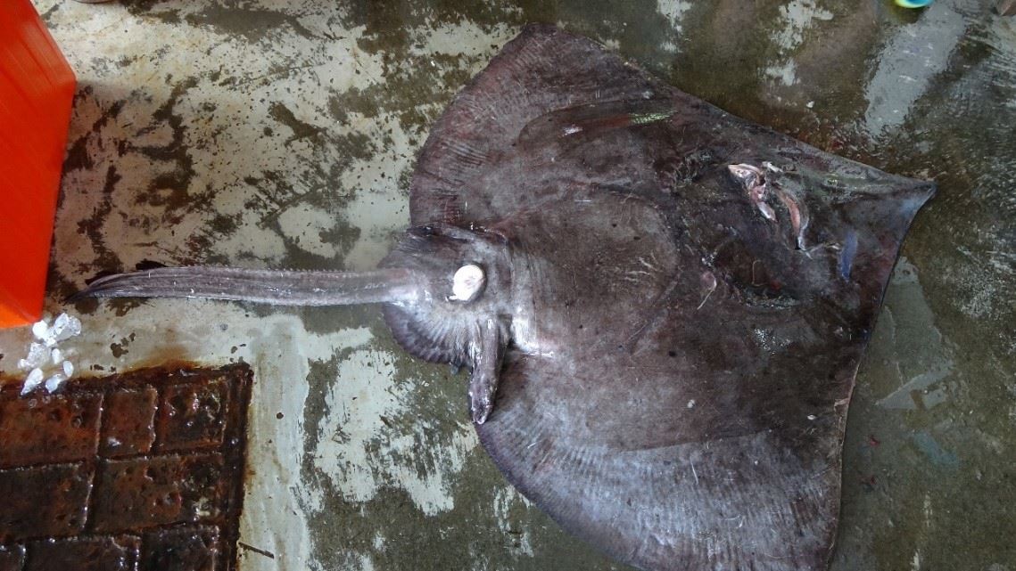 圖2、大尾長吻鰩之腹側，不具有交接器，由外部型態判斷為雌魚