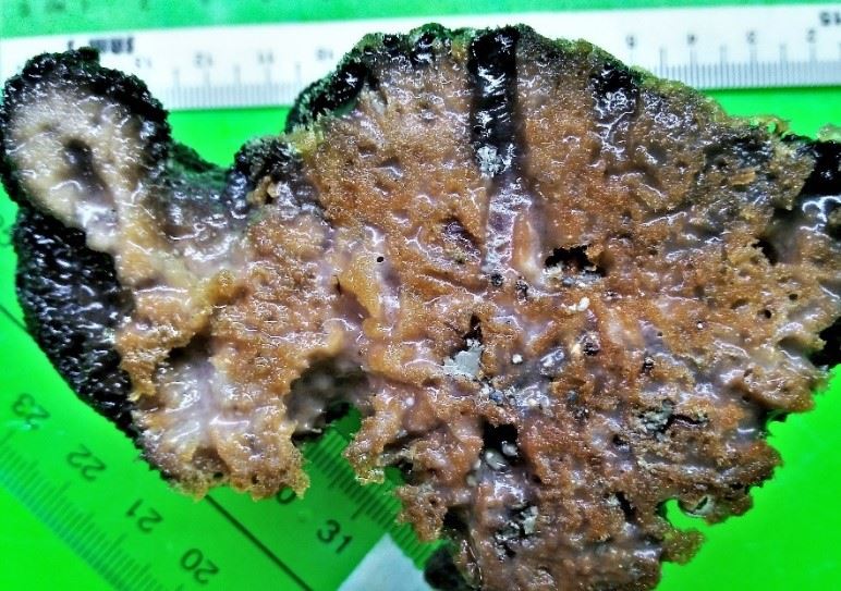 圖3、海綿剖面圖，褐黃色部分為海綿絲