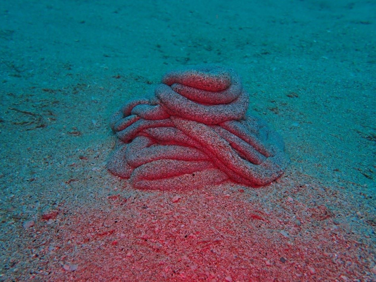 圖2、堆積於泥沙上的海參「黃金」