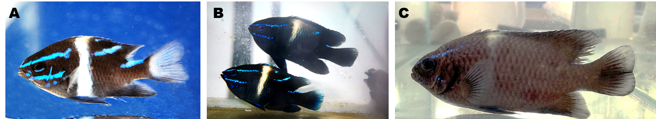 圖3、尖齒新刻齒雀鯛。A. 80日齡幼魚，全長4公分，身上帶有鮮豔的鐵藍色橫條紋，散發出神祕的閃亮光澤；B. 培育5個月後，全長為5.5 ~ 6.5公分，藍色眉線清晰可見；C. 培育14個月後已進入成魚期，全長達11公分，金屬藍線條已慢慢退去